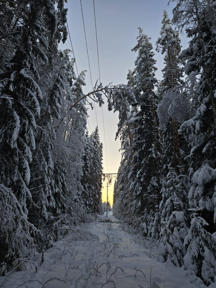 Tykkylumen taivuttama puu kallistuneena sähkölinjalle.